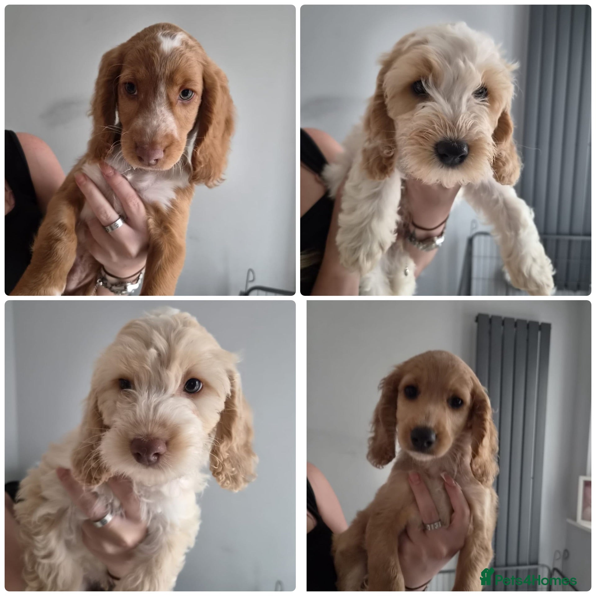 Cockapoo dogs 8 beautiful Cockapoos - Advert 16
