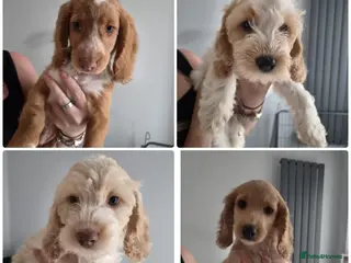 Cockapoo dogs 8 beautiful Cockapoos - Advert 16