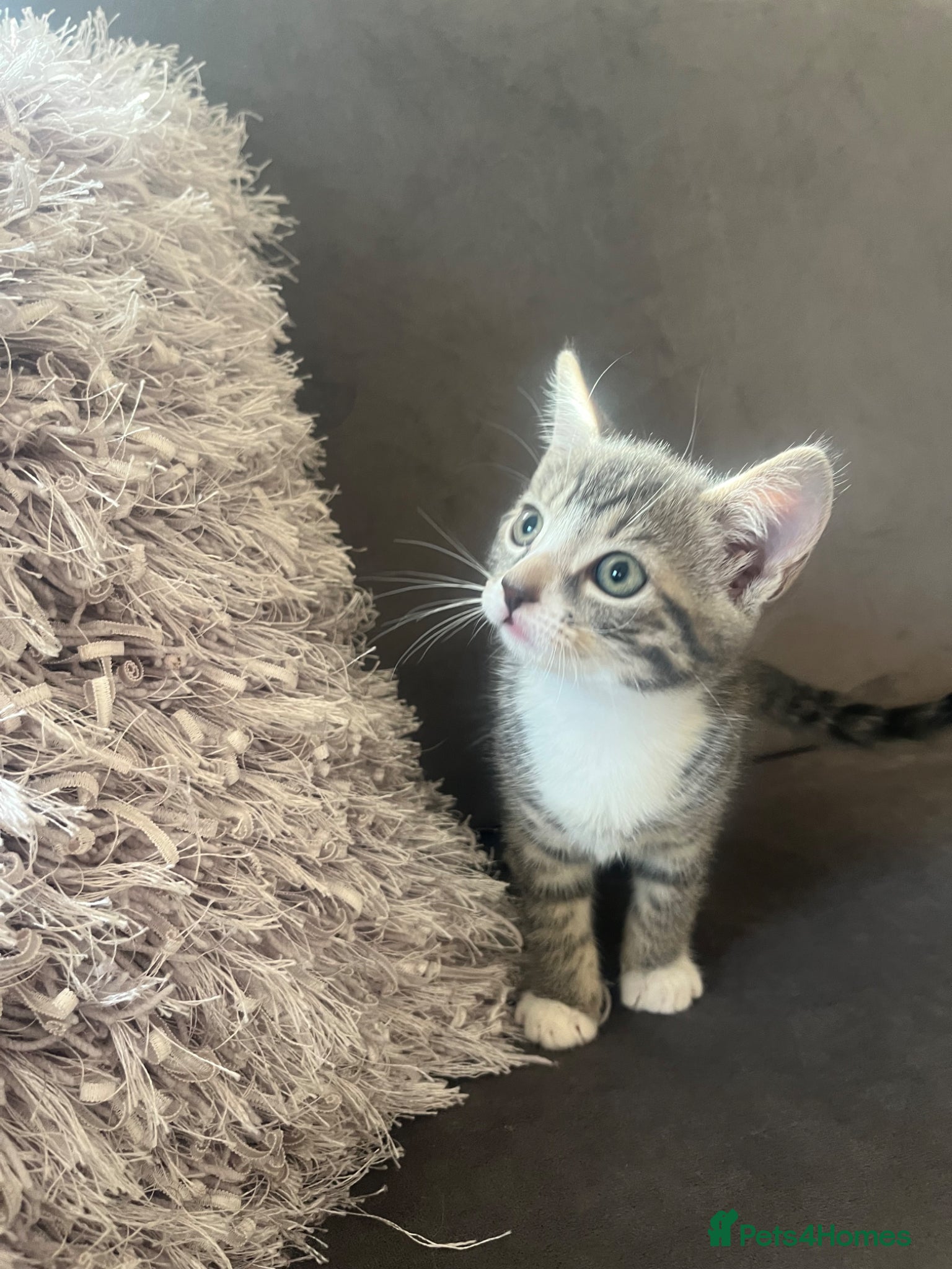 Mixed Breed cats 4 x Adorable Loving Kittens Ready NOW! - Advert 2