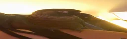 Conures birds for sale: Green cheek conure 6 months old in Thornton-Cleveleys - Advert 4