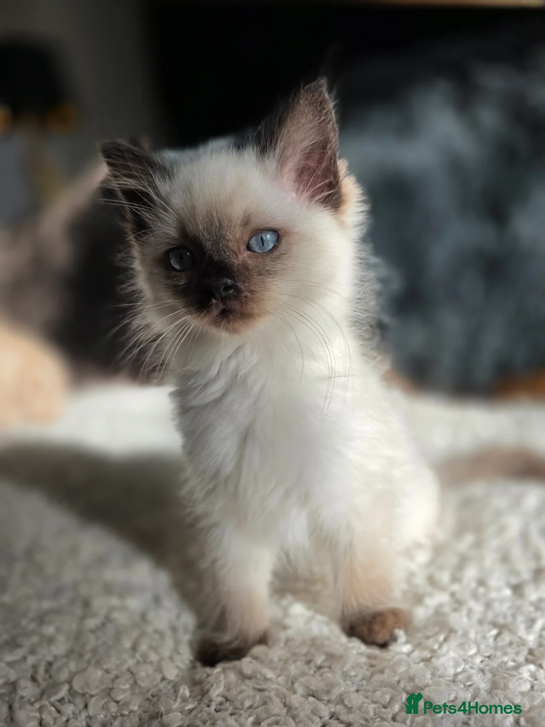 Ragdoll cats for sale: Quality Ragdoll Kittens - Advert 5