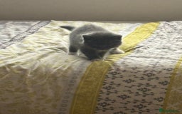 British Shorthair cats for sale: beautiful and cute kitten for sale  - Image 13