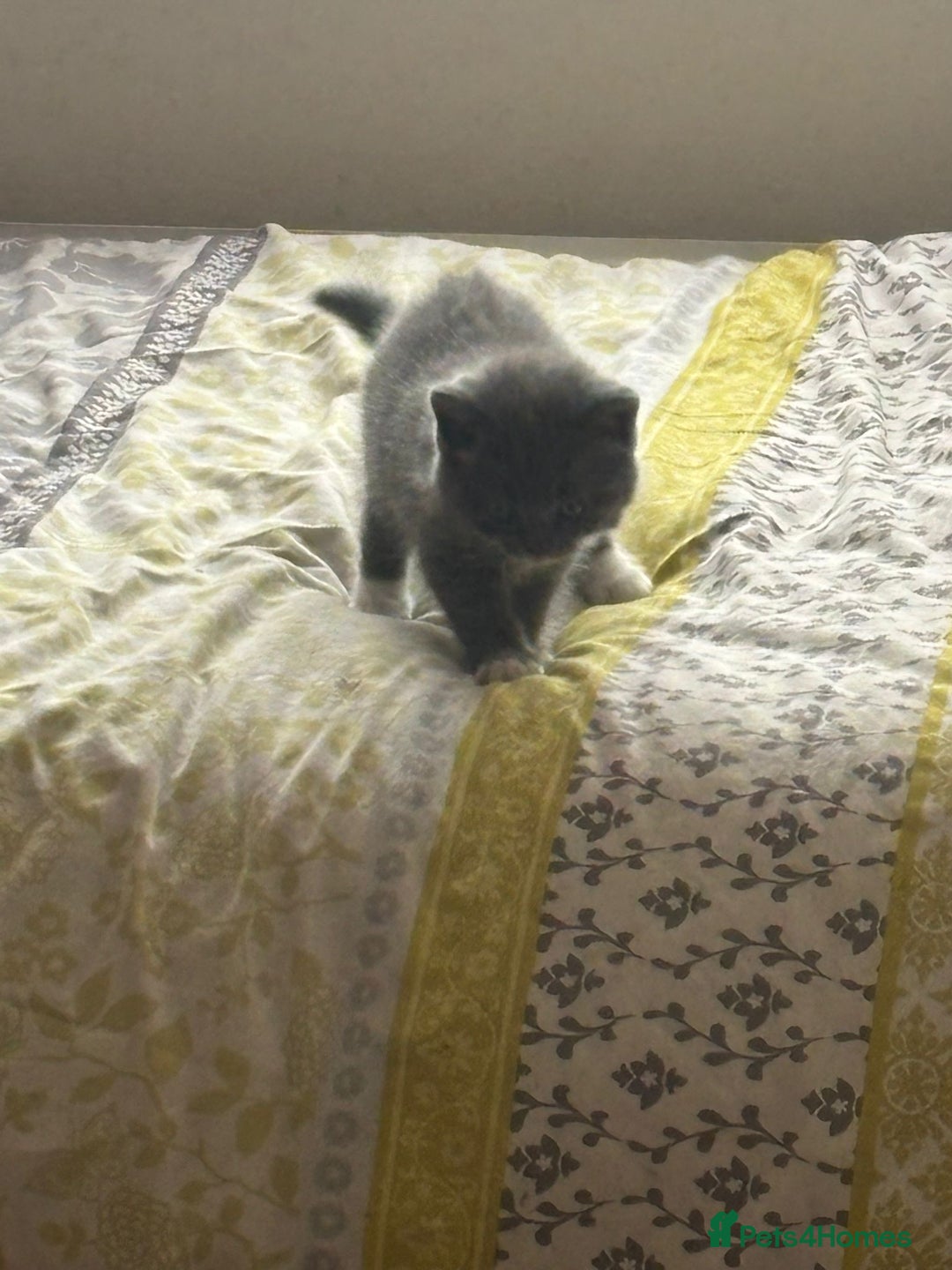 British Shorthair cats for sale: beautiful and cute kitten for sale  - Image 13