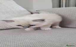 Ragdoll cats for sale: Adorable Ragdoll Kittens  - Image 18