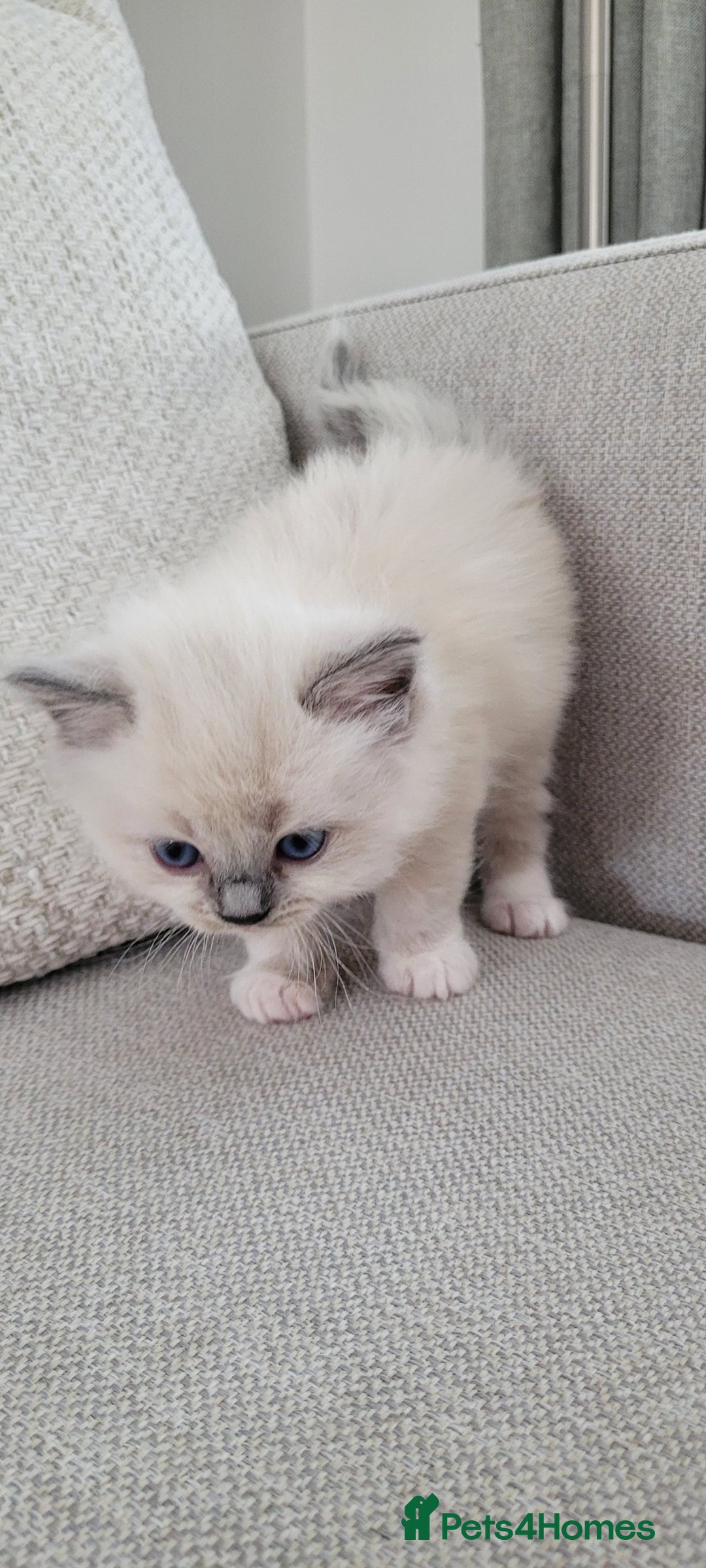 Ragdoll cats for sale: Adorable Ragdoll Kittens  - Image 18