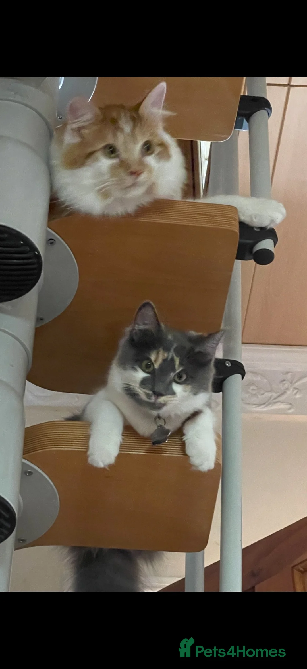 Mixed Breed cats for sale: Loving Home Wanted for Simba & Luna - Advert 2