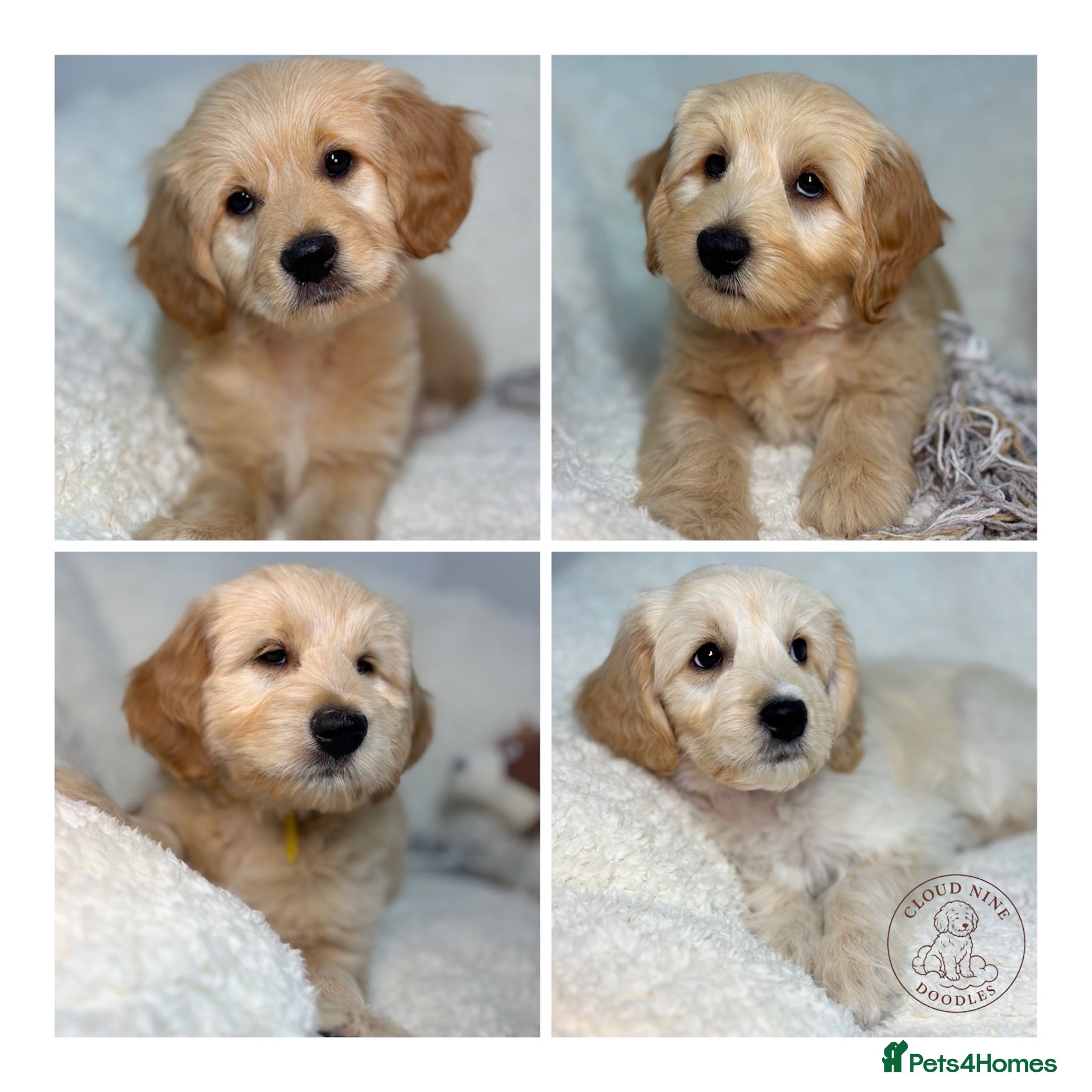 Goldendoodle dogs  Health Tested Multigen Goldendoodle Puppies  - Advert 1