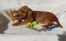 Cocker Spaniel dogs for sale: 🏆BEAUTIFUL COLOURS 🏆 SHOW TYPE COCKER SPANIELS - Image 6
