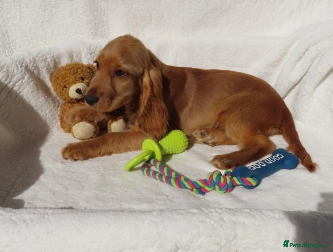 Cocker Spaniel dogs for sale: 🏆BEAUTIFUL COLOURS 🏆 SHOW TYPE COCKER SPANIELS - Image 6
