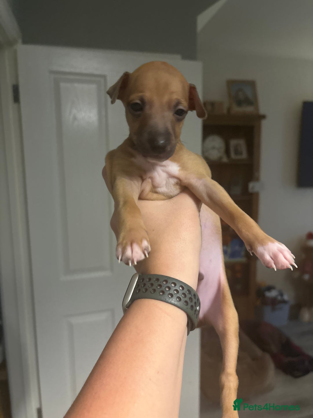 Italian Greyhound dogs for sale: 3 Italian greyhound puppies  - Advert 8