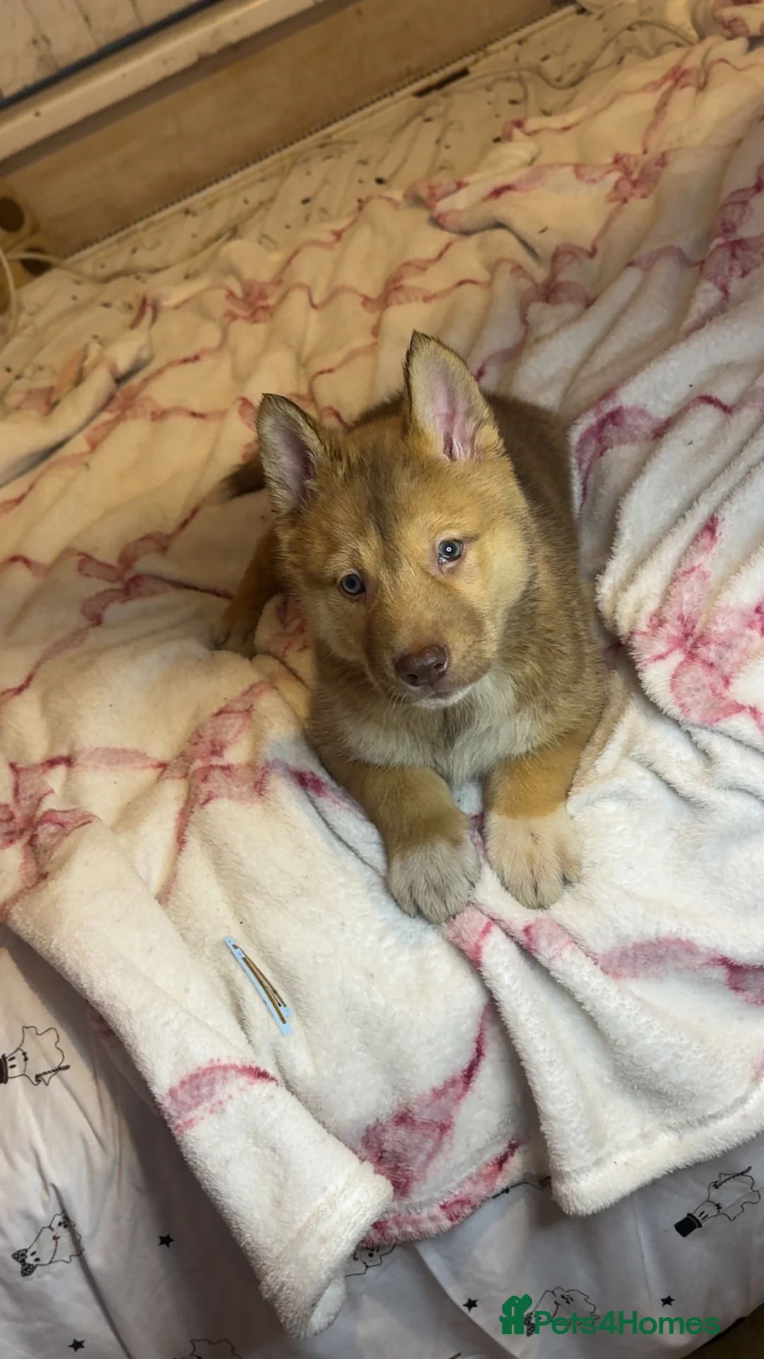 Siberian Husky dogs for sale: Siberian husky  - Advert 11