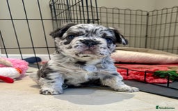 French Bulldog dogs for sale: Visual Fluffy French Bulldogs x 4 Male - Advert 15