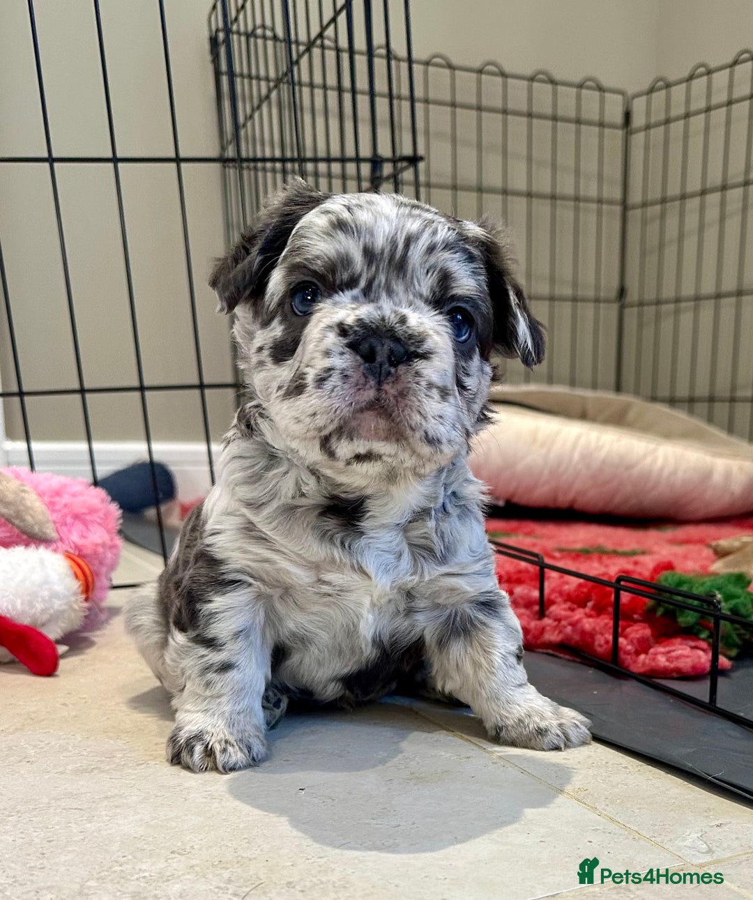 French Bulldog dogs for sale: Visual Fluffy French Bulldogs x 4 Male - Advert 15