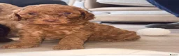 Cockapoo dogs for sale: 7 Beautiful F1 Cockapoo Puppies  - Advert 10