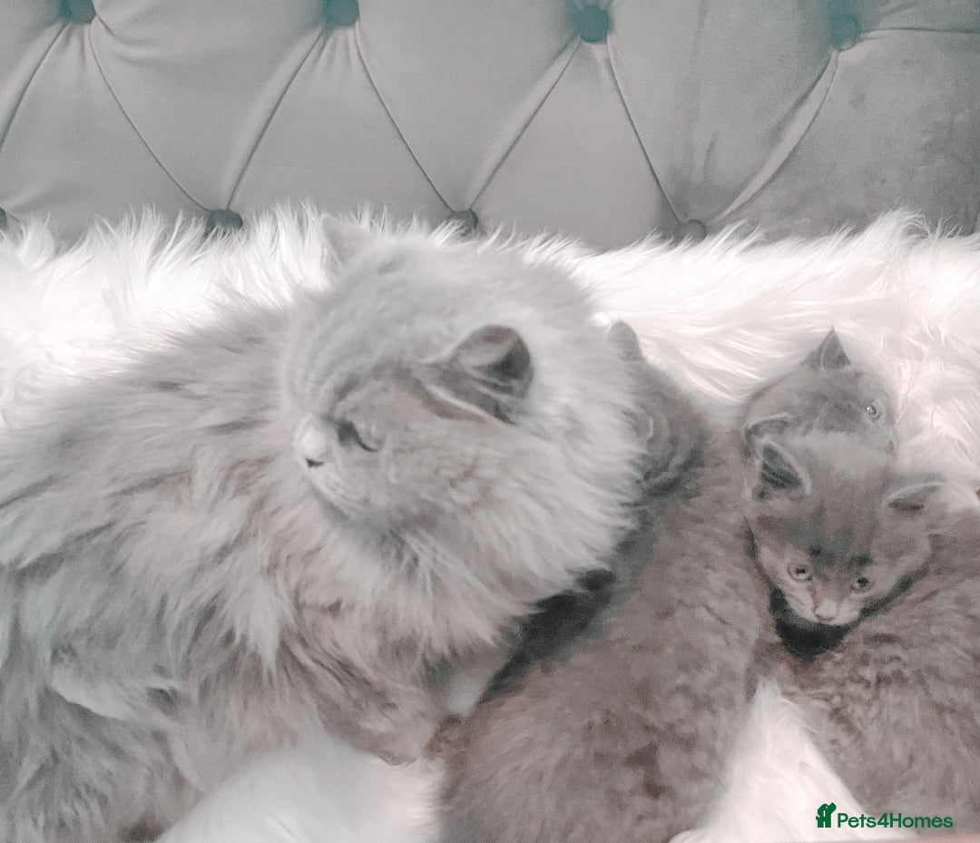 Mixed Breed cats for sale: Stunning silver Maine coon x kittens ready now  - Image 7