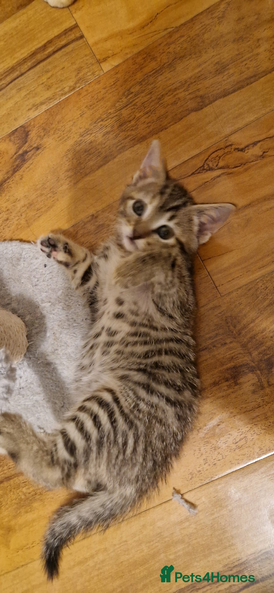 Domestic Shorthair cats for sale: Domestic Shorthair Kittens (3 males, 1 female) - Advert 2