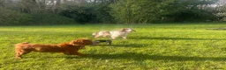 Cocker Spaniel dogs for sale: Cocker spaniel puppies - Advert 2