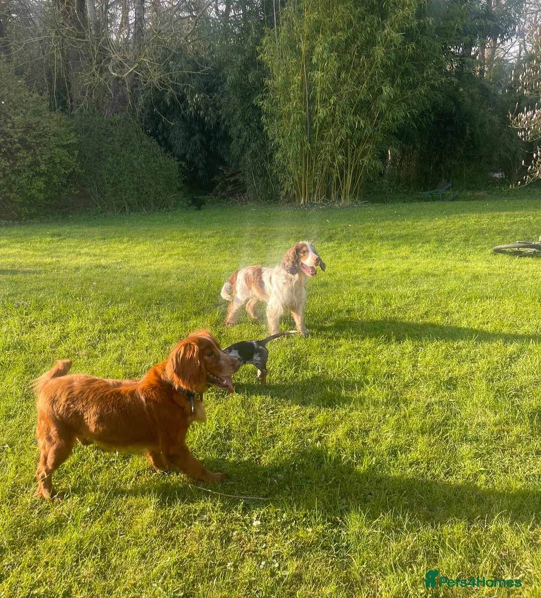 Cocker Spaniel dogs for sale: Cocker spaniel puppies - Advert 2
