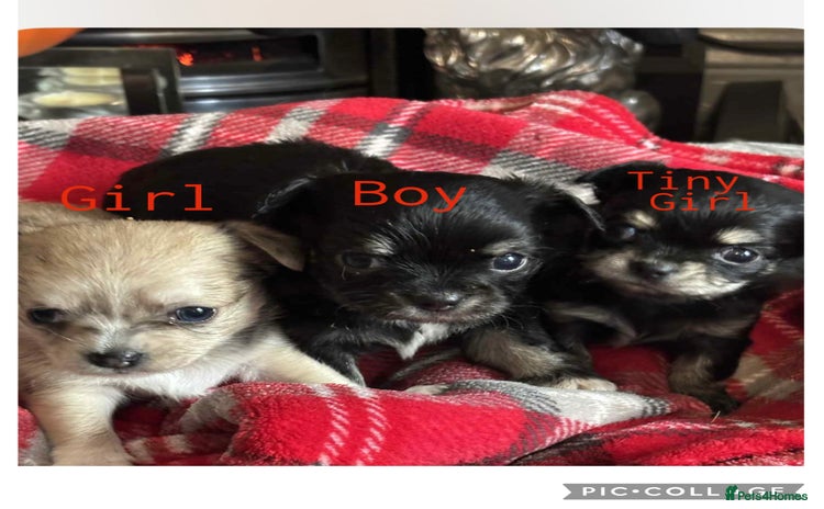Chihuahua dogs - Advert 1