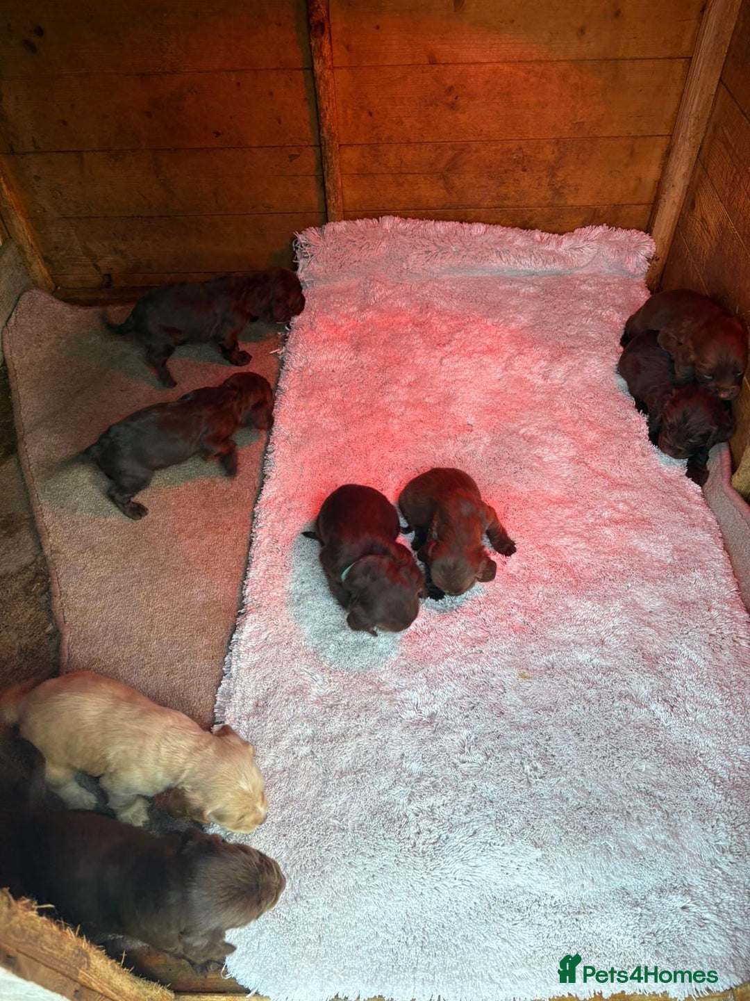 Cocker Spaniel dogs for sale: 🐶⭐️ Fantastic Working cocker spaniels  - Advert 6