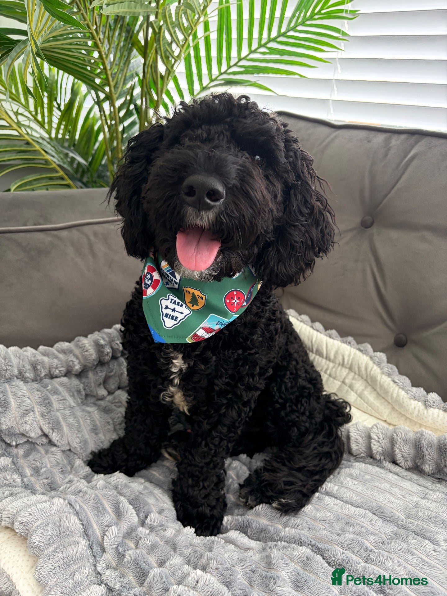 Cavapoo dogs 7 month old Cavapoo for sale  - Advert 1