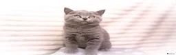British Shorthair cats for sale: Blue British Shorthair Girl 💙 - Advert 5