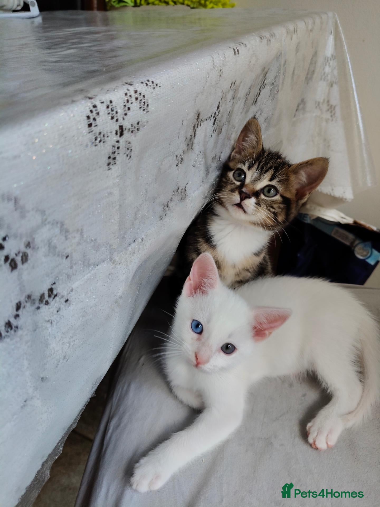 European cats for sale: Adorable Kittens  - Advert 3