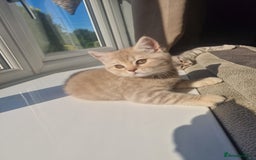 Scottish Fold cats for sale: Stunning TICA Registered Babies in Bolton - Image 8