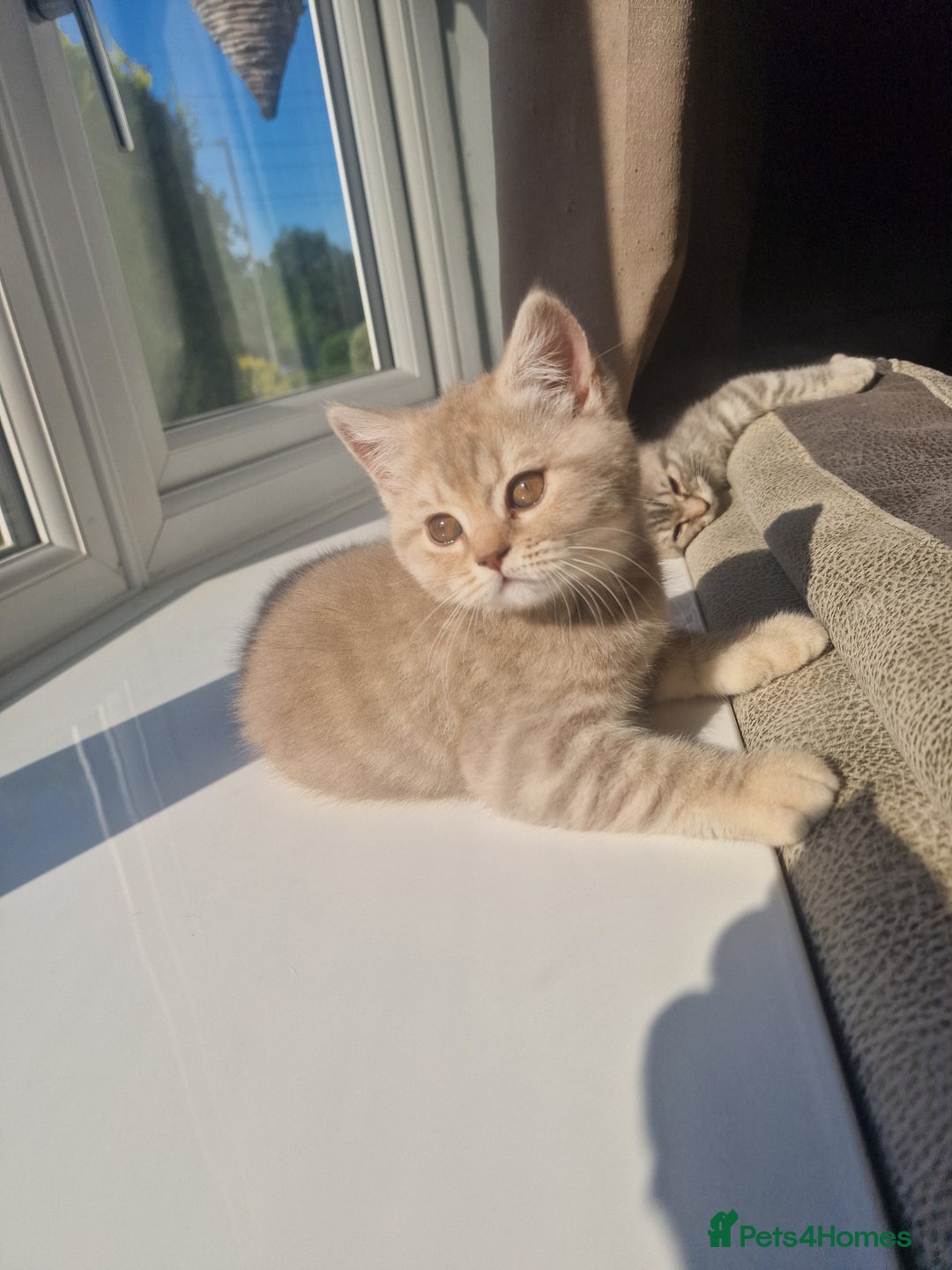 Scottish Fold cats for sale: Stunning TICA Registered Babies in Bolton - Image 8