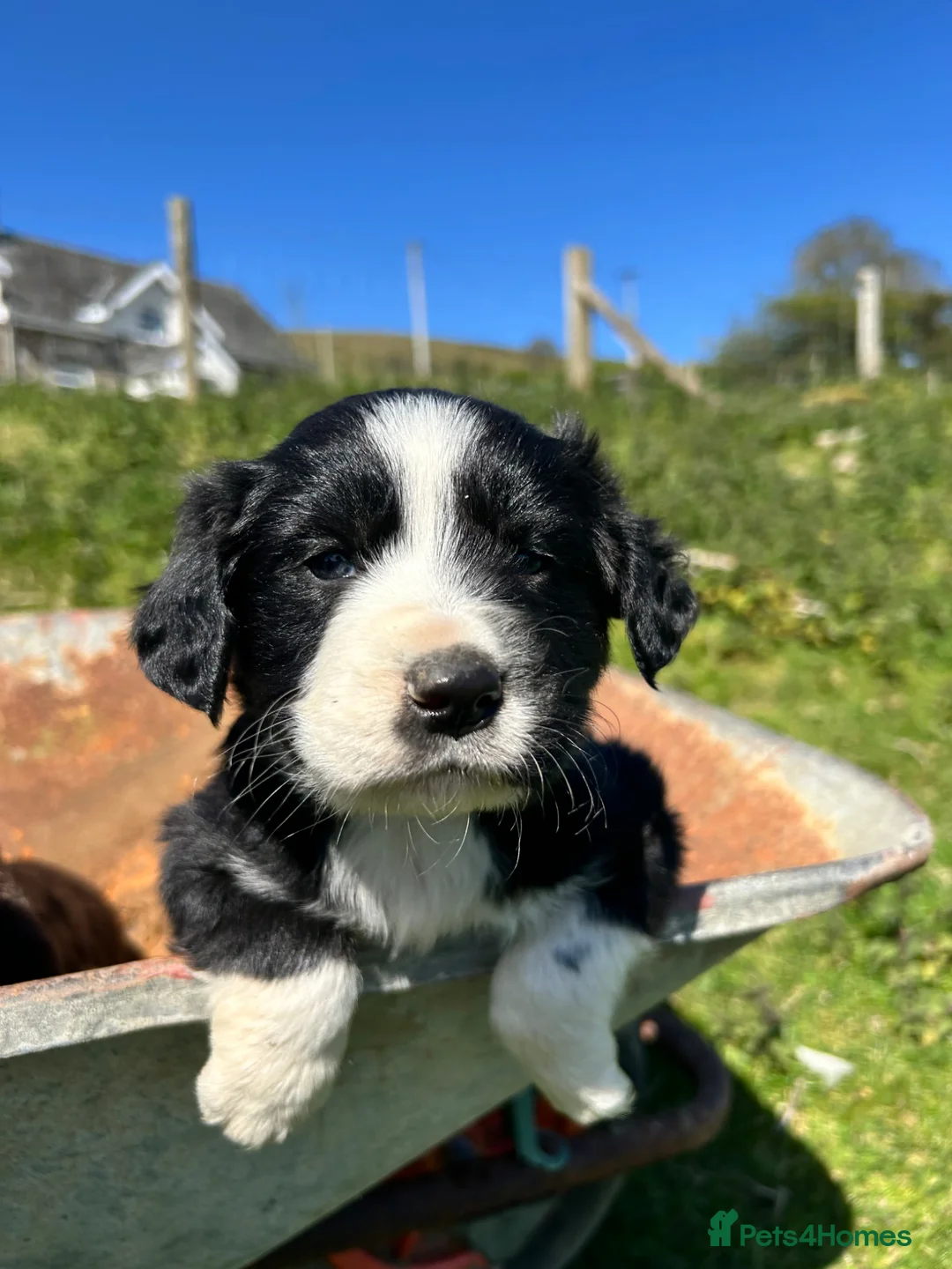 Mixed Breed dogs for sale:  Spaniel x collie pups  - Advert 2