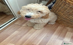 Mixed Breed dogs for sale: Cavapoo - Image 6