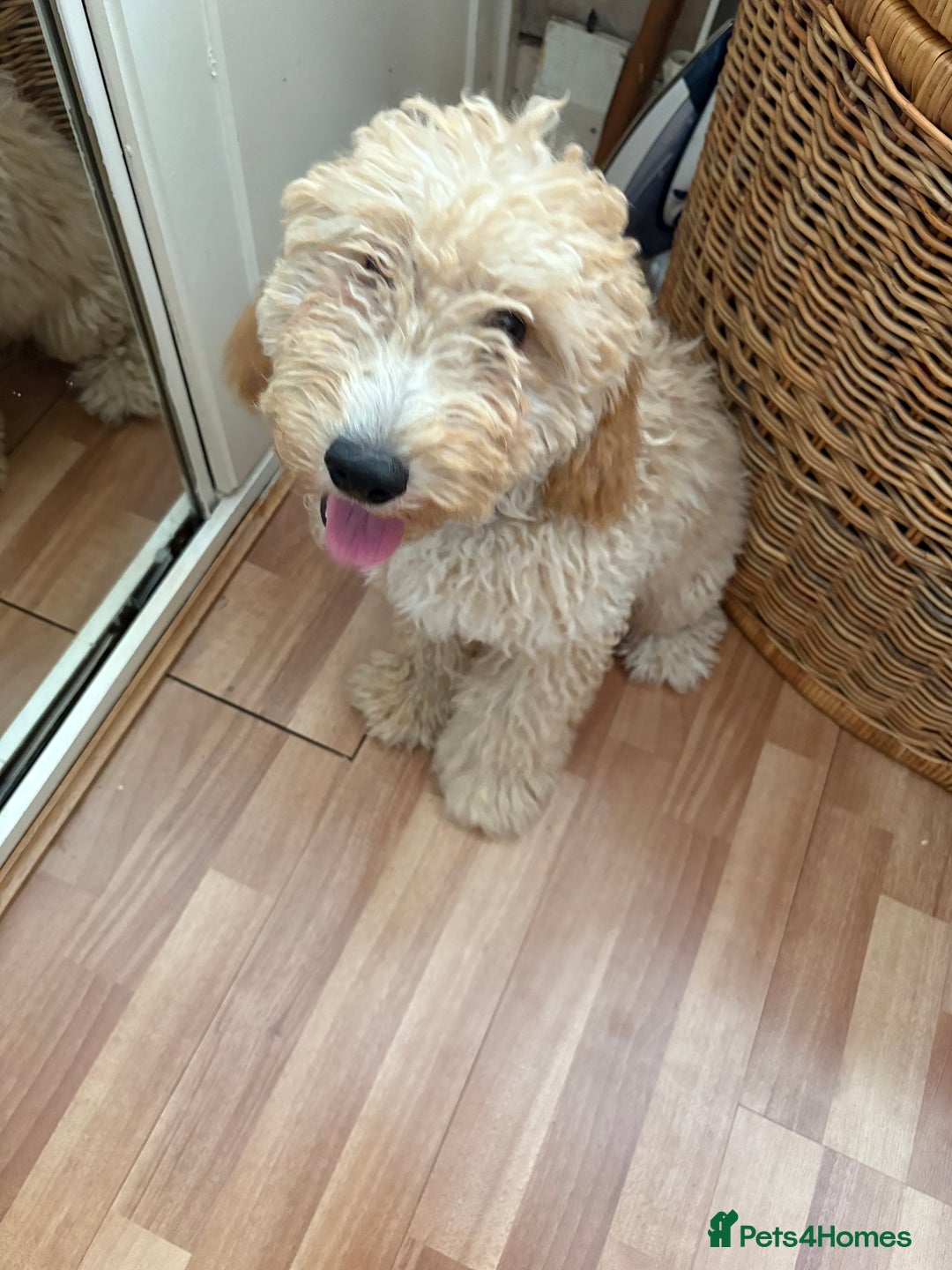Mixed Breed dogs for sale: Cavapoo - Image 6