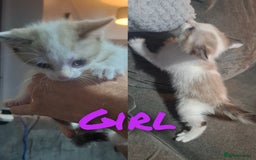 Mixed Breed cats for sale: Beautiful kittens - Image 1