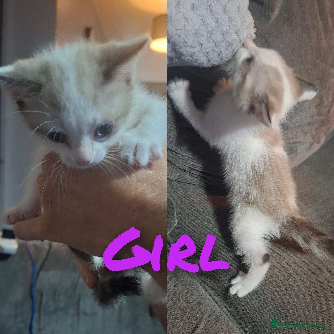 Mixed Breed cats for sale: Beautiful kittens - Image 1