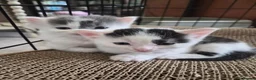 Mixed Breed cats for sale: Beautiful Kittens looking for loving homes  in Camberley - Advert 11