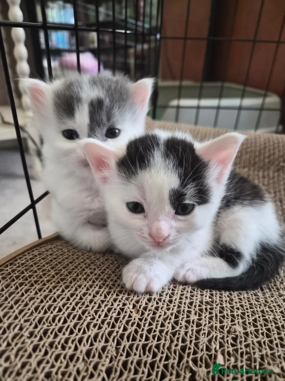 Mixed Breed cats for sale: Beautiful Kittens looking for loving homes  in Camberley - Advert 11