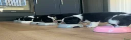Border Collie dogs for sale: 2 Beautiful collies left ready to leave - Advert 10