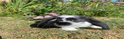 French Lop rabbits for sale: Beautiful French lops for sale Mixed gender - Advert 5