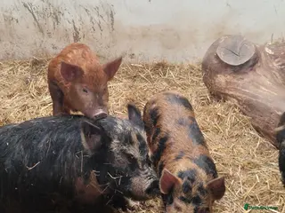 Pig livestock URGENT HOME- 5 MONTH BOY PIGS - Advert 12