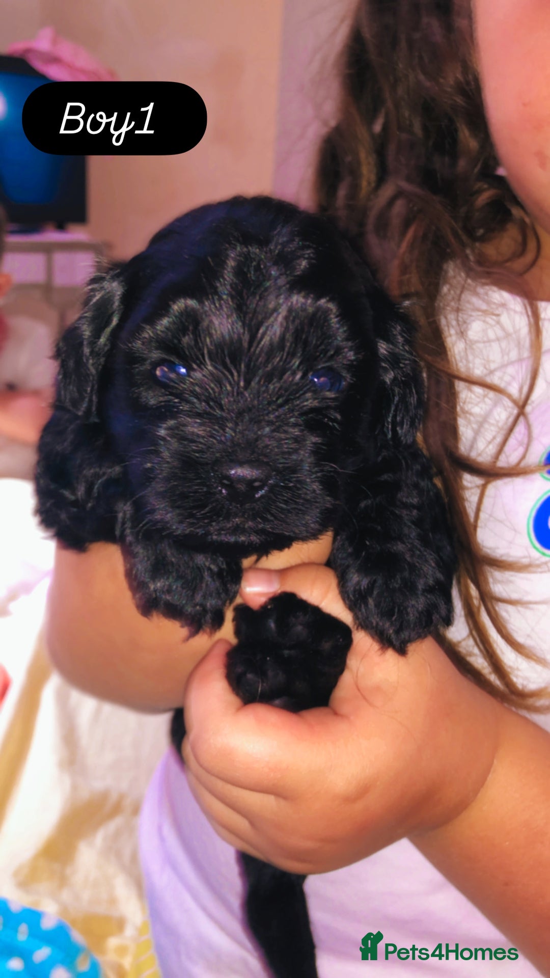 Shihpoo dogs for sale: Beautiful Shihpoos 🐶🐾 - Image 12