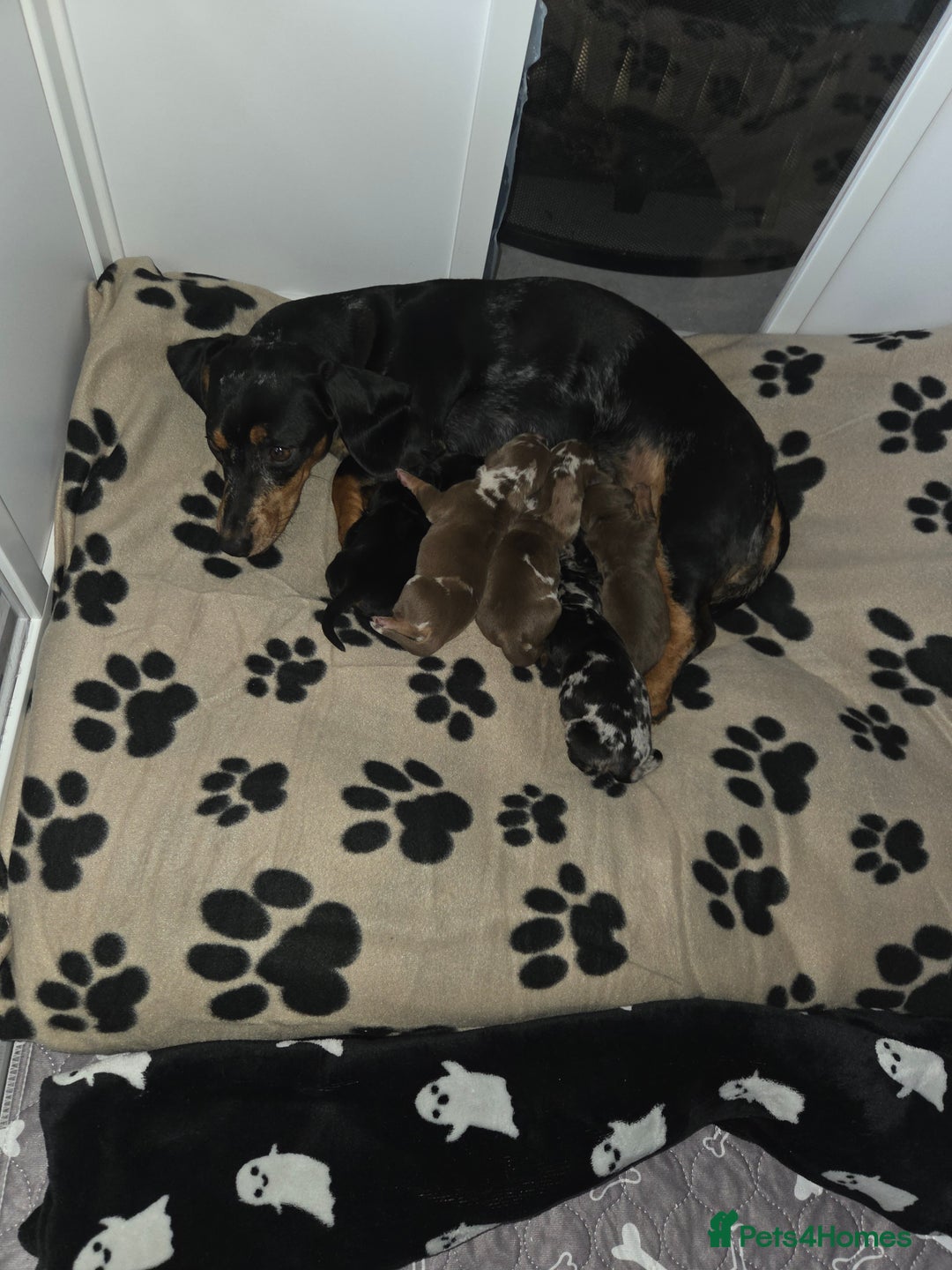 Dachshund dogs for sale: Dashunds  - Advert 1