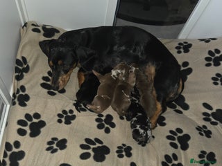 Dachshund dogs Dashunds - Advert 1