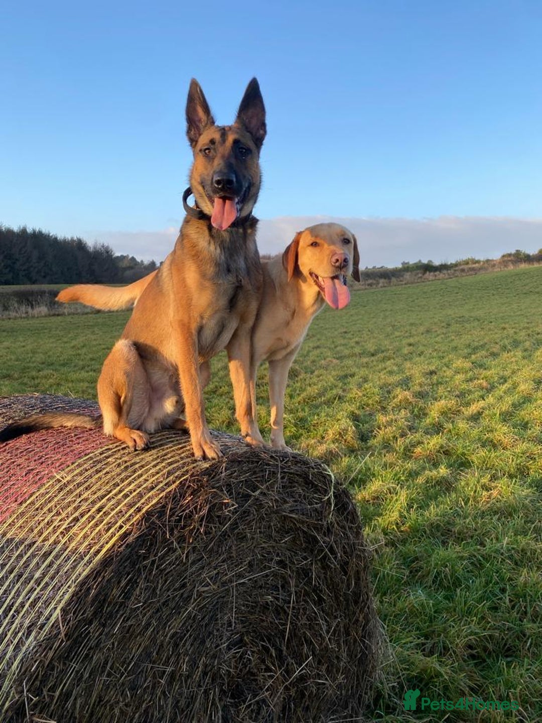 Belgian Shepherd Dog dogs for sale: Belgian Malinois For Sale - Image 8