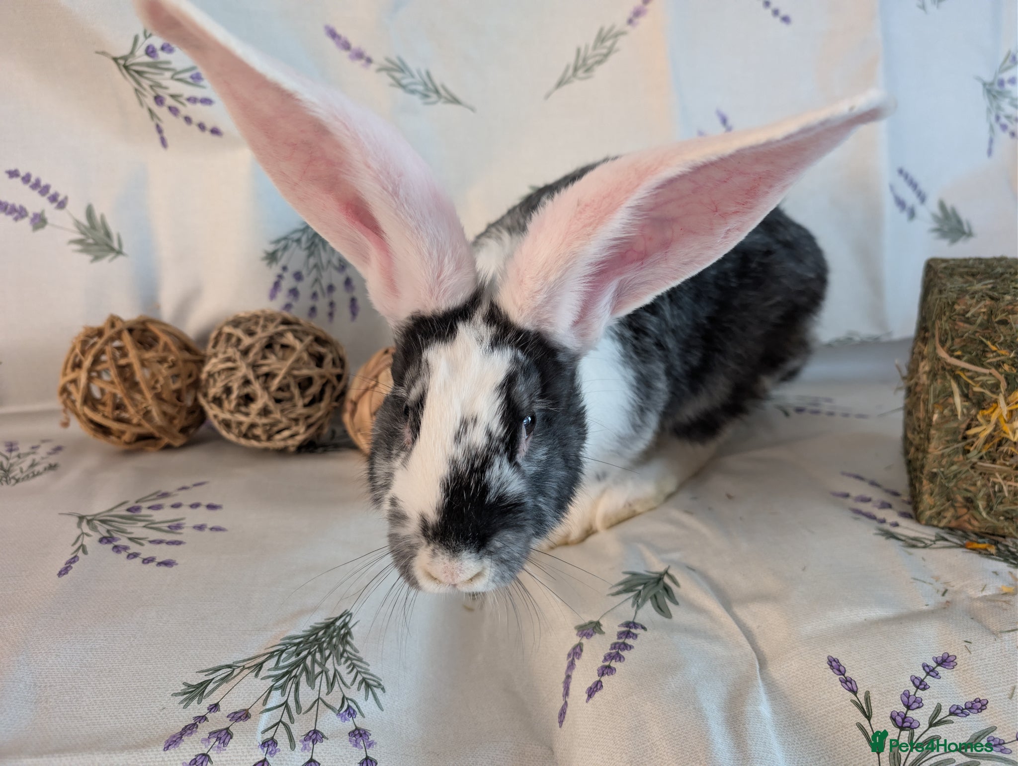 Continental Giant rabbits Continental giant  - Advert 4