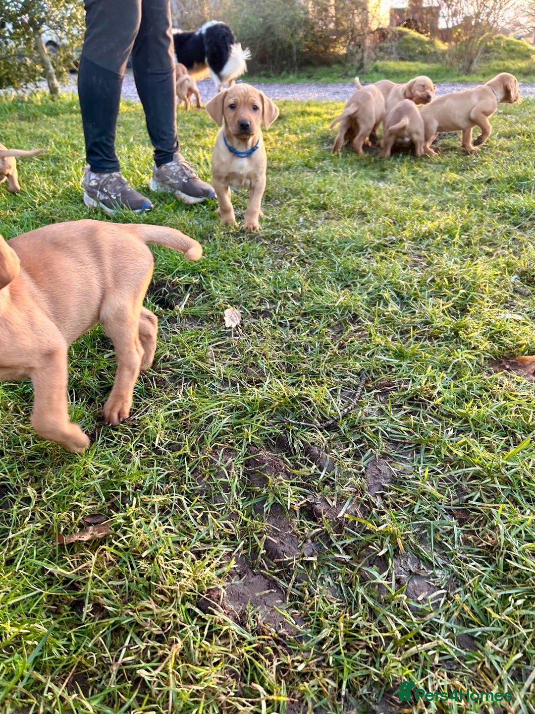 Mixed Breed dogs for sale: Stunning quality Vizslador puppies  - Advert 11