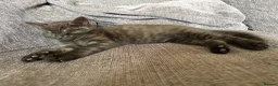 British Shorthair cats for sale: Beautiful male kitten - Advert 7
