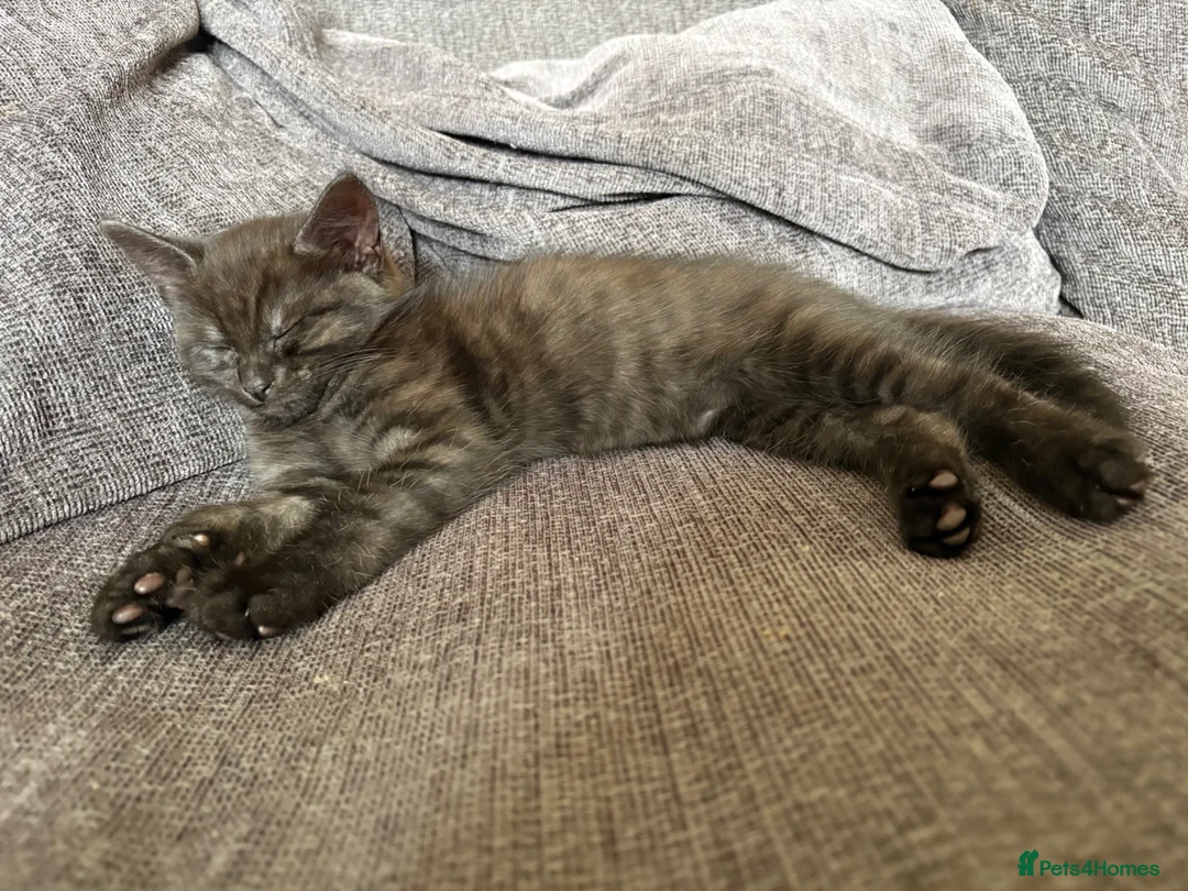 British Shorthair cats for sale: Beautiful male kitten - Advert 7
