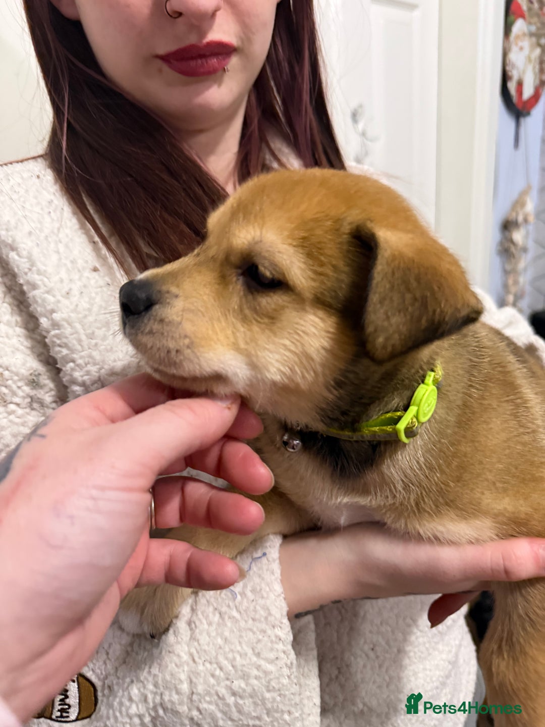 Mixed Breed dogs for sale: Malamute x puppies - Advert 8