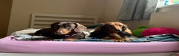 Miniature Dachshund dogs for sale: 4 beautiful miniature daushunds for sale - Advert 1