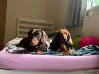 Miniature Dachshund dogs 4 beautiful miniature daushunds for sale - Advert 6